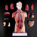 Mod�le de corps de torse humain, accessoires m�dicaux, anatomie, organes internes m�dicaux pour l'enseignement ...