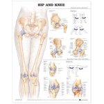 Hip and knee
