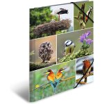 Moiuy - lot de 3 chemises a4 en carton pour enfants avec motif animal, bande elastique, rabats intrieurs ...