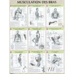 Musculation des bras - poster 80x60 cm Musculation des bras - poster 80x60 cm