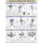 Musculation des epaules - poster 80x60 cm Musculation des epaules - poster 80x60 cm