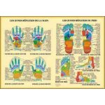 Planche zone r�flexe main pied