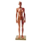 Sculpture corps humain 30cm, mod�le anatomique cg, muscle squelette, peinture, sculpture, enseignement, ...