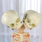 Squelette d'anatomie du cerveau, tte double humaine, 37cm, modle d'anatomie, enseignement d'enseignement, ...