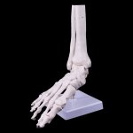 Modle de squelette d'anatomie du pied et de la cheville, affichage mdical, outil d'tude, taille relle, ...