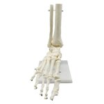 Squelette humain, mod�le d'anatomie du pied et de la cheville avec tige, mat�riel p�dagogique 1:1