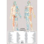 Systema lymphatica