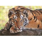 Tigre - puzzle photo