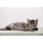 Lufer sous - main chat gris, 400 x 530 mm