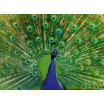 Paon - puzzle highlight - animaux colorés ravensburger Paon - puzzle highlight - animaux colorés ravensburger