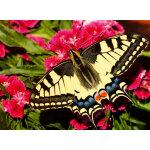 Papillon - puzzle highlight - animaux colors ravensburger
