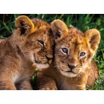 Puzzle adorable lion babies nathan Puzzle adorable lion babies nathan
