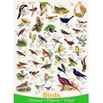 Puzzle affiche sur les oiseaux eurographics Puzzle affiche sur les oiseaux eurographics