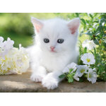 Puzzle chaton blanc ravensburger Puzzle chaton blanc ravensburger