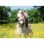 Puzzle cheval dans un champ de colza ravensburger