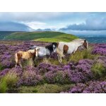 Puzzle chevaux sauvages dans la lande ravensburger