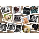 Puzzle chiens grafika
