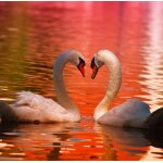 Puzzle cygnes grafika