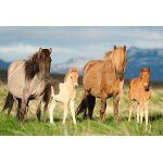 Puzzle famille de chevaux schmidt spiele Puzzle famille de chevaux schmidt spiele
