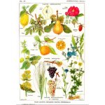 Puzzle illustration du larousse medical illustr� : plantes astringentes et ap