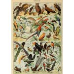 Puzzle illustration du larousse pour tous : oiseaux, xixè siècle Puzzle illustration du larousse pour tous : oiseaux, xixè siècle