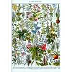 Puzzle illustration du larousse : les plantes m�dicinales grafika