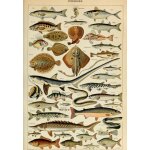 Puzzle illustration du larousse pour tous : poissons, xixè siècle Puzzle illustration du larousse pour tous : poissons, xixè siècle