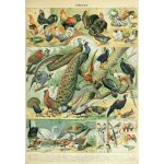 Puzzle illustration du nouveau larousse illustré : oiseaux, xixè siècle Puzzle illustration du nouveau larousse illustré : oiseaux, xixè siècle