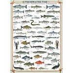 Puzzle poissons d'eau douce eurographics