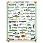 Puzzle poissons d'eau douce eurographics Puzzle poissons d'eau douce eurographics