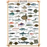 Puzzle les poissons eurographics