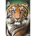 Puzzle portrait d'un tigre trefl