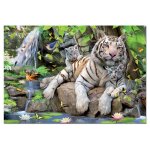 Puzzle tigres blancs du bengale educa