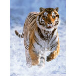 Puzzle tigre dans la neige ravensburger Puzzle tigre dans la neige ravensburger