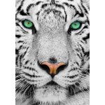 Puzzle tigre de sibrie enjoy puzzle