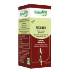Herbalgem figuier bio - 30 ml