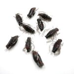 10 pices / ensemble nouveaut simulation artificielle souple pche leurres pesca insecte pche leurre ...