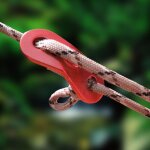 1pc vent corde boucle tente ciel rideau vent boucle ext�rieur camping oeil aluminium ext�rieur boucle ...