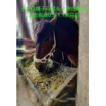 Bride d'entranement equestre pour cheval, fournitures sfp, durable et confortable, avec leurs propres ...