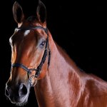 Bridons equitation d'entra�nement pour cheval weatherbeeta collegiate comfitec poney mixte noir