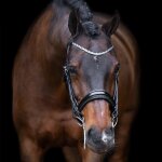 Bridons equitation imperial riding olympia