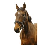 Bridon equitation norton club easy
