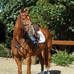 Bridons equitation de quiscale weatherbeeta collegiate comfitec full mixte marron