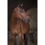 Bridon norton pro - combin�e - couleur : havane, taille : cheval / full