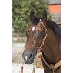 Bridon westride by franck perret 1 oreille - couleur : noisette, bouclerie inox, taille : cheval Bridon westride by franck perret 1 oreille - couleur : noisette, bouclerie inox, taille : cheval