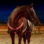 Ceinture d'équitation en nylon sfp led, equipement d'équitation visible la nuit, plastron cheval extérieur, ... Ceinture d'équitation en nylon sfp led, equipement d'équitation visible la nuit, plastron cheval extérieur, ...