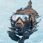 Chien lunettes de soleil uv protection coupe - vent anti - rupture lunettes de lunettes chien natation ...