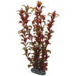 D�coration d�aquarium hobby rotala