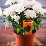 Dispositif d'arrosage automatique des plantes, arroseur de carottes a libration lente, piquets pour ...