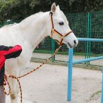Ensemble complet de bride tte de cheval dragon, textile confortable rsistant a l'usure, ulde cheval, ...